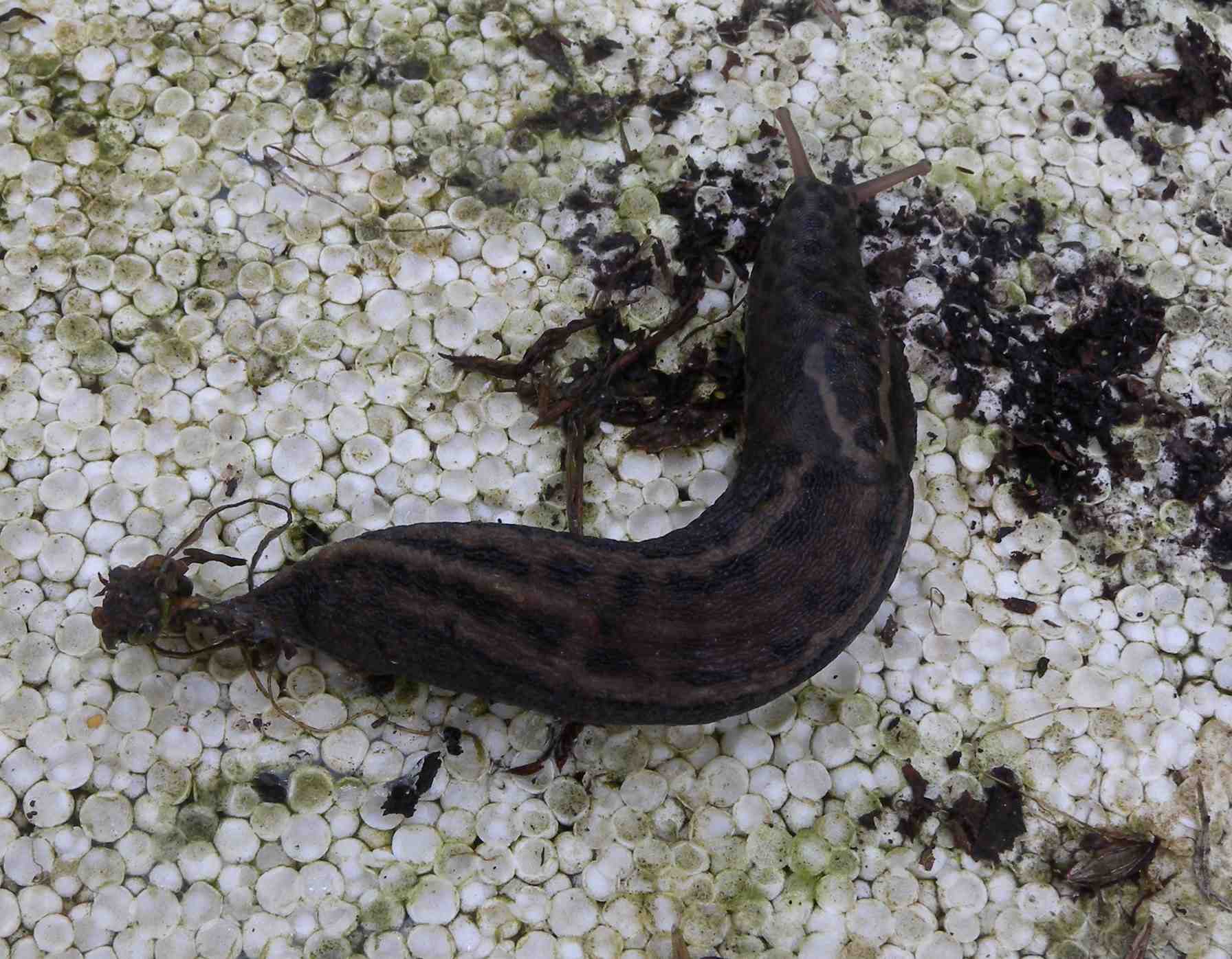 Limax maximus o psarus da Milano